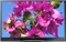 Samsung 60" Black Plasma 1080p 3D HDTV