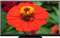 Sharp AQUOS 70" Black LED Flat Panel HDTV
