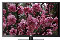 Coby 50" LED Black Flat Panel HDTV