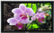 Panasonic Black 58" Class Professional Series HD Plasma Television