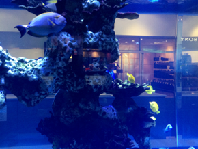 Abt Appliance and Electronics fish tank