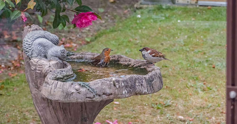 Birds in a bird bath