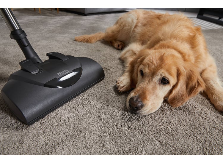 Miele Classic C1 Cat & Dog PowerLine Lotus White Canister Vacuum - 10639470