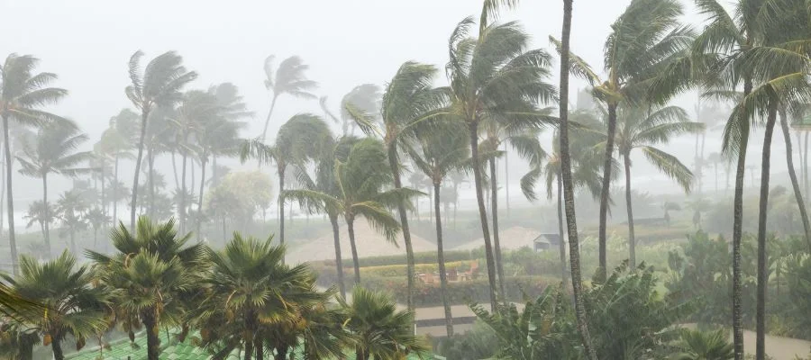Hurricane winds blowing palm trees