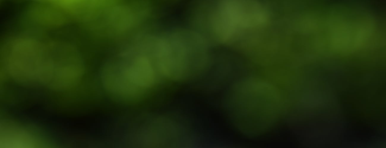 Decorative green graphic banner