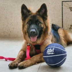 Abt German shepherd