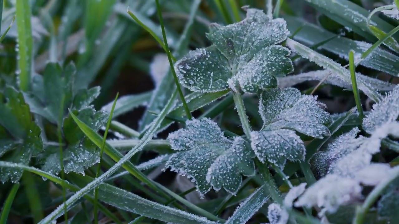 Watch How does Navimow respond to weather conditions | Navimow