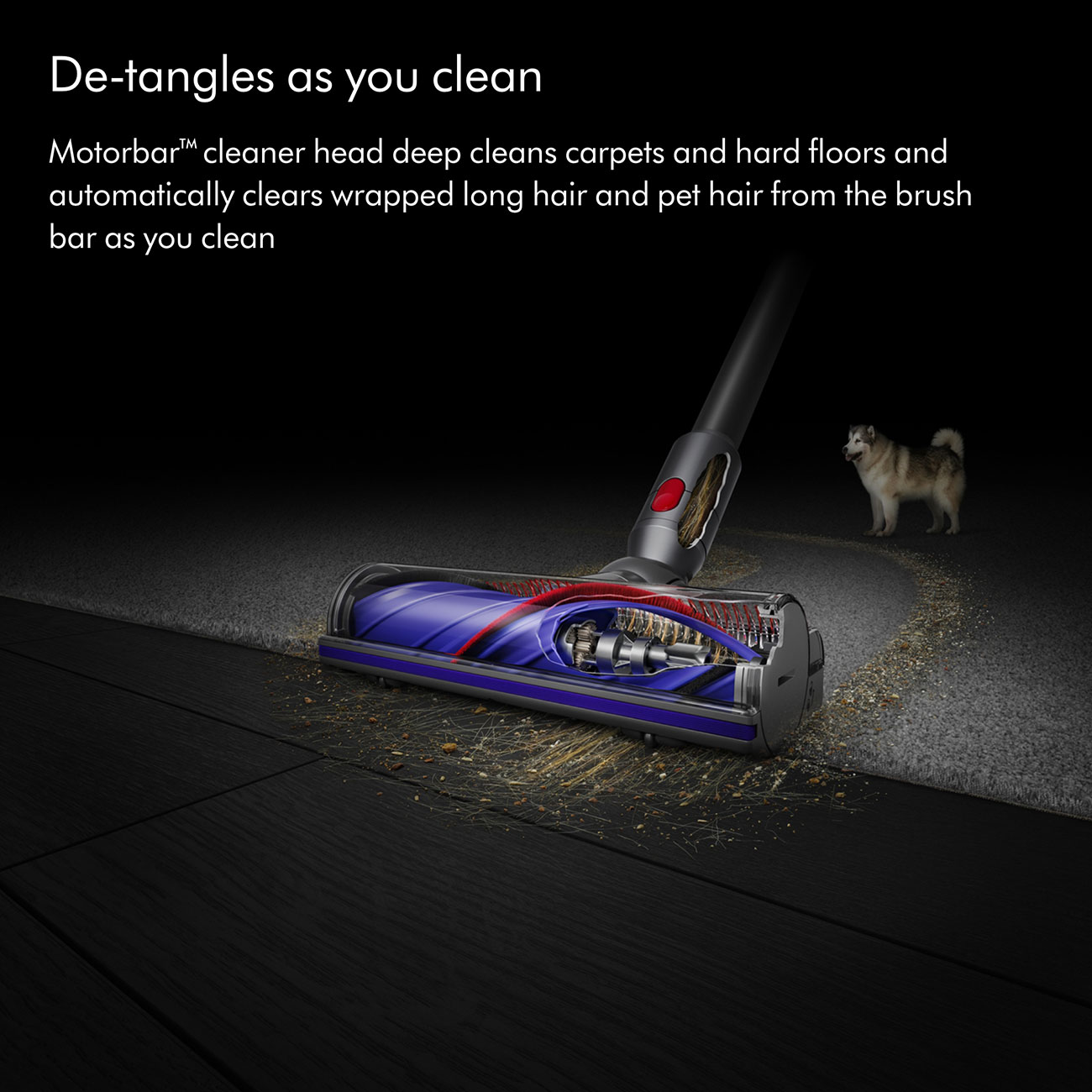 Dyson V8 Cordless Stick Vacuum with Explanation of Motobar Cleaning Head to Remove Pet Hair and Mess from a Carpet
