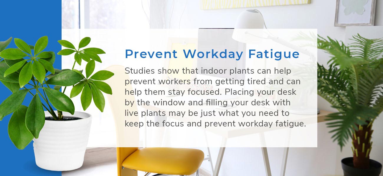 Prevent Workday Fatigue - Studies show that indoor plants can help prevent workers from getting tired and can help them stay focused. Placing your desk by the window and filling your desk with live plants may be just what you need to keep the focus and prevent workday fatigue.