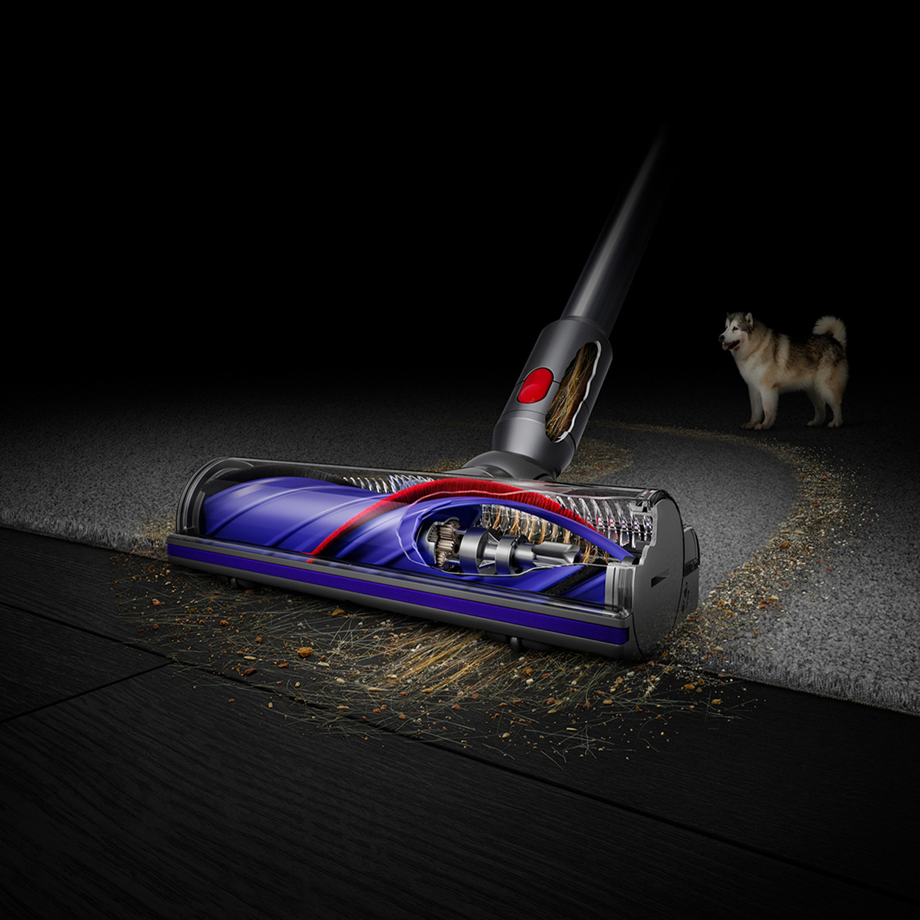 Illustration of Cleaning Pet Dander and Debris on a Carpet Using a Dyson V8 Cordless Stick Vacuum
