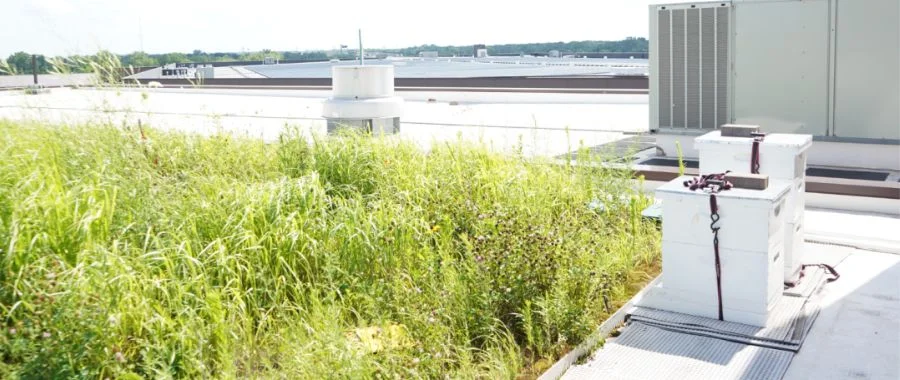 the rooftop at Abt, showcasing the bee hives