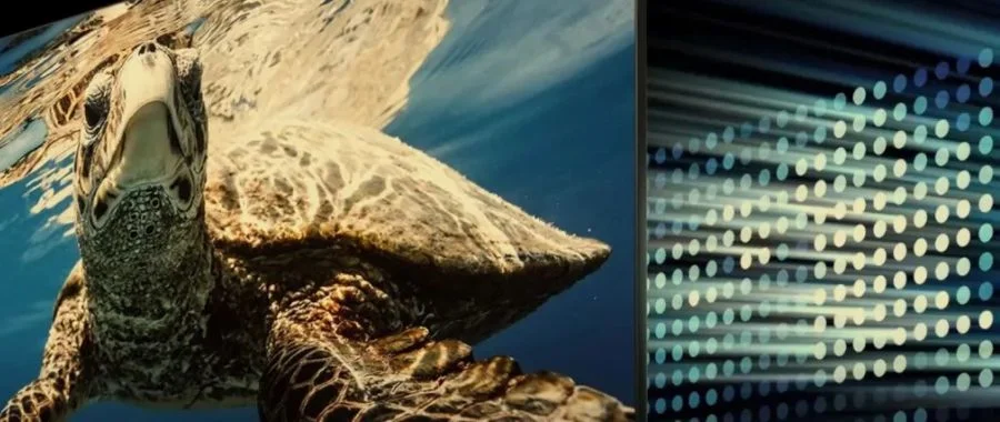 A bright blue and green turtle on a TV screen