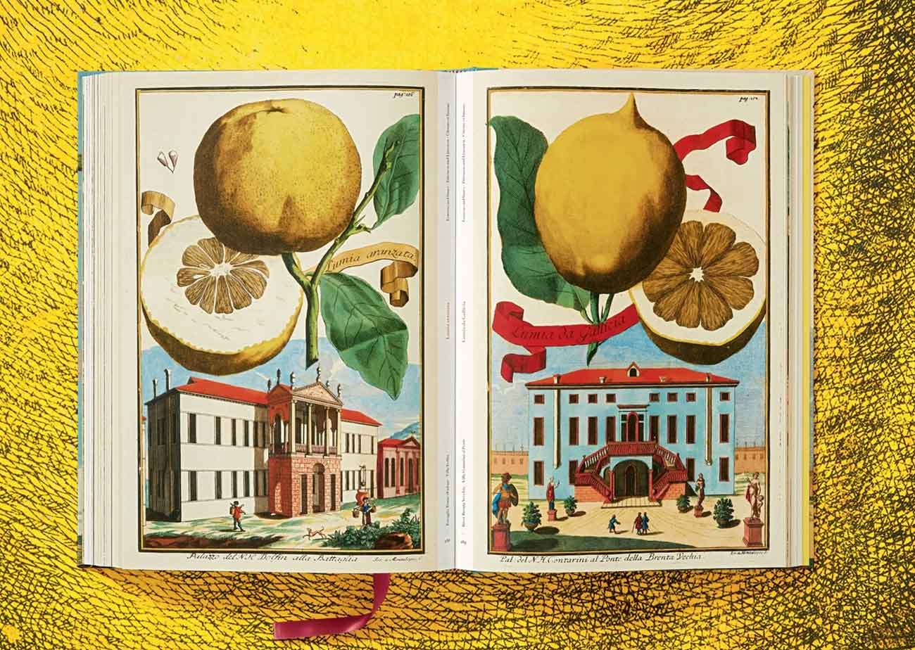 J C Volkamer Clothbound The Book of Citrus Fruits | Abt