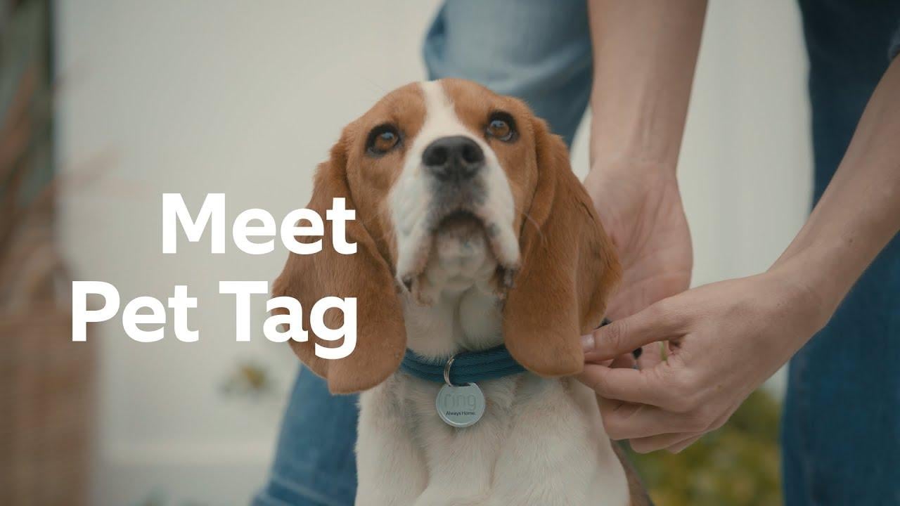 Ring Pet Tag | Help Your Missing Pet Make It Home Safe | Abt Videos